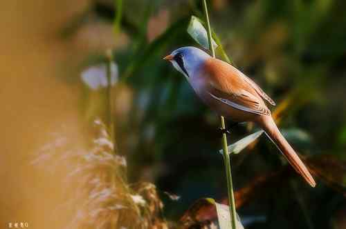 再赏文须雀依旧美