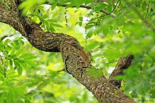 原画幅野生鸟类摄影俱乐部【精美组图】