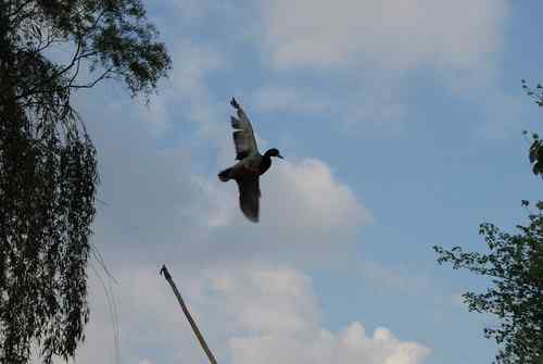 颐和园鸟人：绿头鸭蒙难获救记