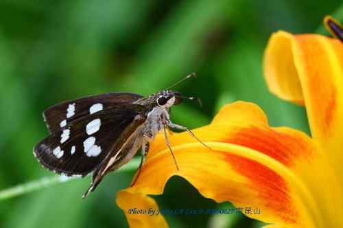 南昆山蝴蝶蜻蜓初探