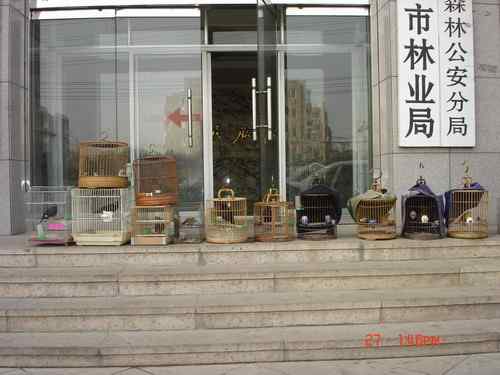 好鸟枝头亦朋友