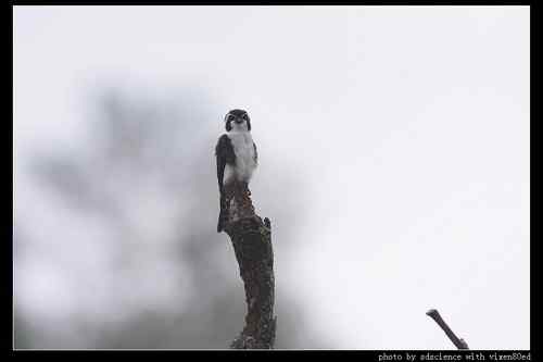 婺源之行 天望打鸟
