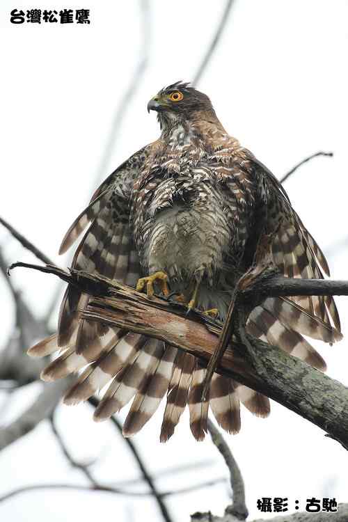 原画幅野生鸟类摄影俱乐部【精美组图】