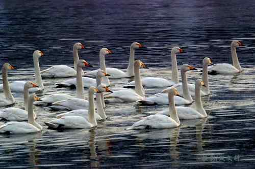 油井附近的天鹅之歌