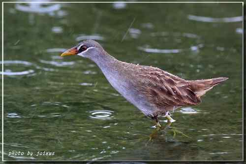 等了二十年 白眉田鸡