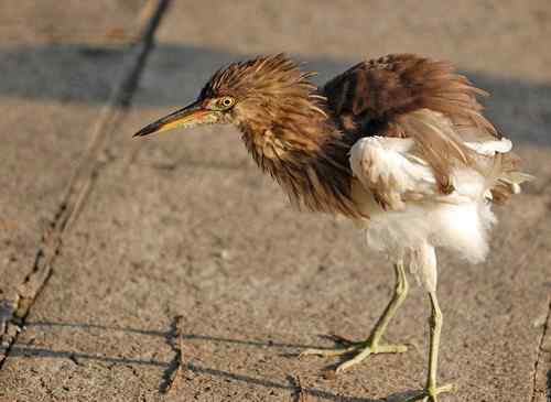雏鸟池鹭获新生