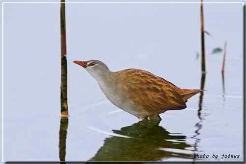 等了二十年 白眉田鸡