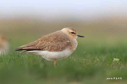 原画幅野生鸟类摄影俱乐部【精美组图】