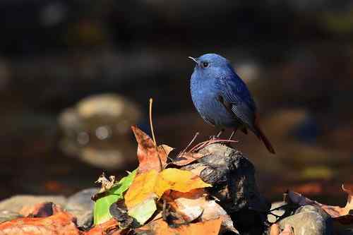 蓝色的鸟儿——红尾水鸲