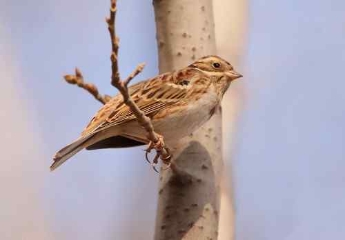 北京 二十几只林鸟
