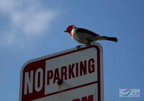 美国夏威夷海滨 守望鸟