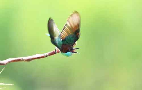 七月的蓝喉蜂虎