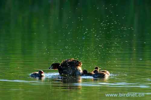 勺嘴鹬的新文章