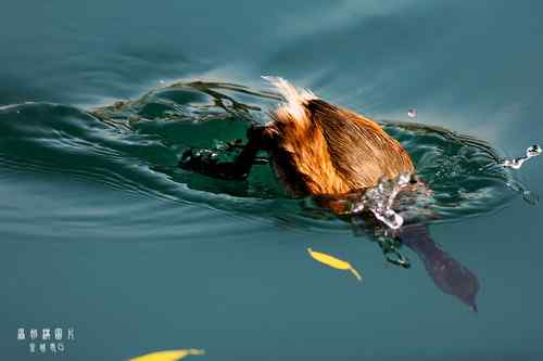 原画幅野生鸟类摄影俱乐部【精美组图】