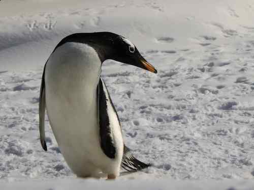 北京玉渊潭公园的企鹅