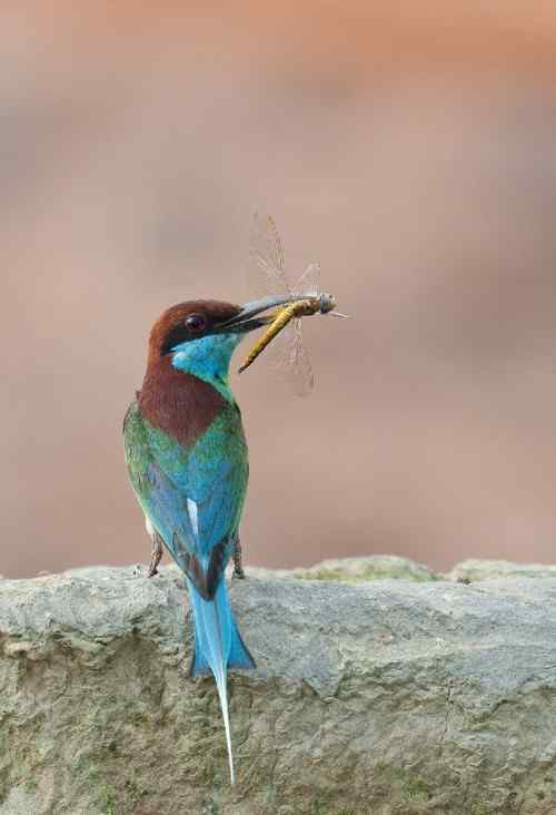 夏天的蓝喉蜂虎