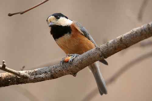 看看我长白山里的“宝贝” 看看我长白山里的“宝贝”