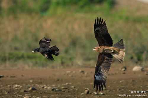 原画幅野生鸟类摄影俱乐部【精美组图】