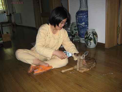 曾经救治过的野生动物