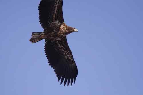 龙王庙死鸟事件初步调查