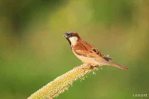 原画幅野生鸟类摄影俱乐部【精美组图】