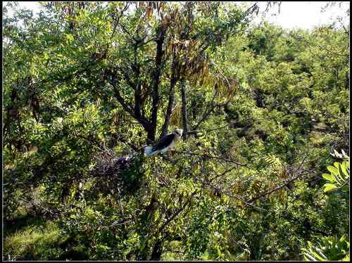 黑翅鸢，好鸟！