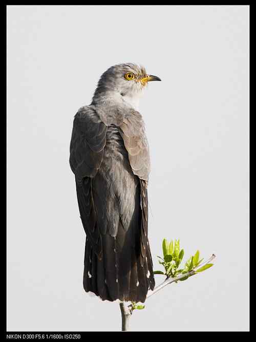 这是四声杜鹃吗？