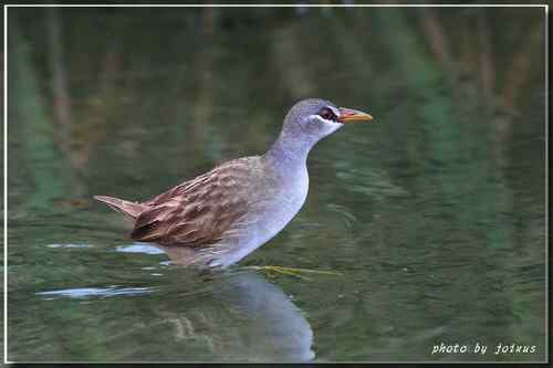 等了二十年 白眉田鸡