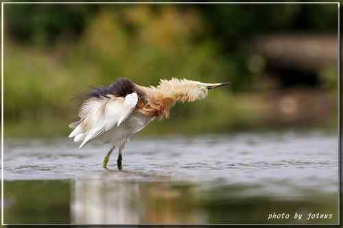 大快朵頤 爪哇池鷺 Javan Pond Heron