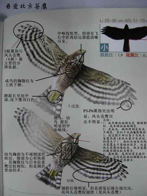 关于常见5种鹰类的辨识技巧:凤头苍鹰、雀鹰、苍鹰、日本松雀鹰、松雀鹰 关于常见5种鹰类的辨识技巧:凤头苍鹰、雀鹰、苍鹰、日本松雀鹰、松雀鹰
