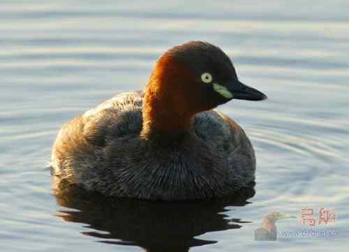鸟类介绍   小鸊鷉