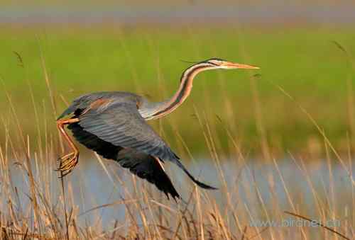 草鹭 鲜艳的色彩