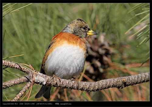广东人观鸟散记