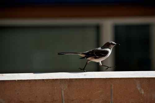 原画幅野生鸟类摄影俱乐部【精美组图】