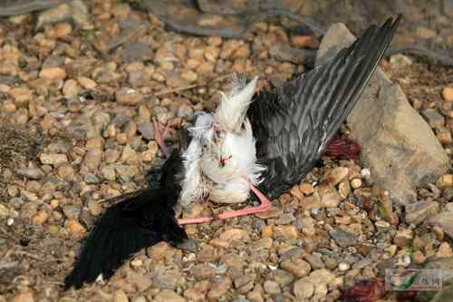 鄱阳湖的鸟——惨不忍睹