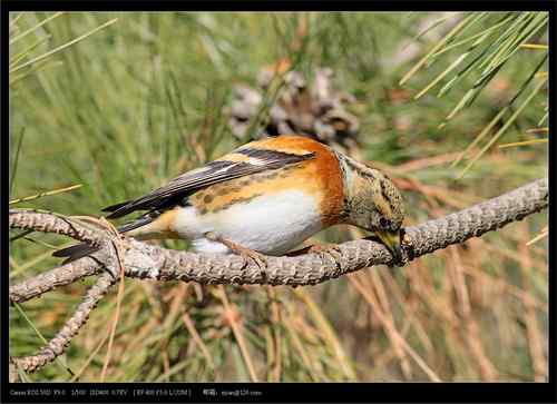 广东人观鸟散记