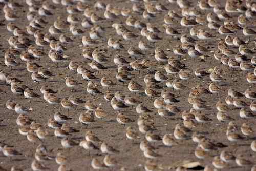 原画幅野生鸟类摄影俱乐部【精美组图】