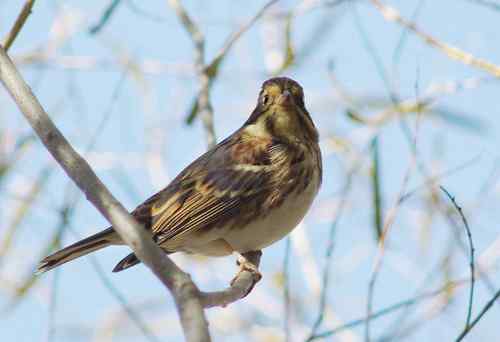 这是什么巫鸟？