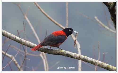 朱鸝 Maroon Oriole台灣特有亞種