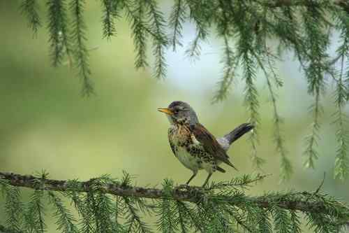 原画幅野生鸟类摄影俱乐部【精美组图】