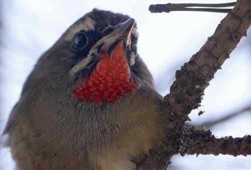 北京 二十几只林鸟