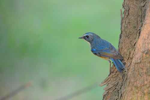 匆匆過客 台湾候鸟