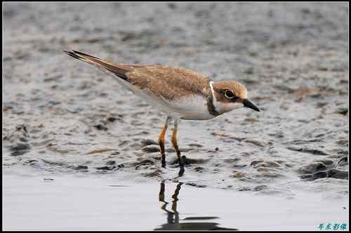 请教鸟名：亚成体金眶珩，还是铁嘴沙鸻非繁殖羽