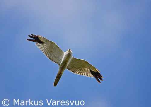 鹞的识别(归纳总结) 鹞的识别(归纳总结)