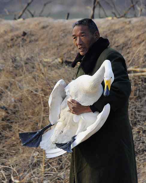 赏鹅却伤鹅：目睹了一只天鹅的受伤