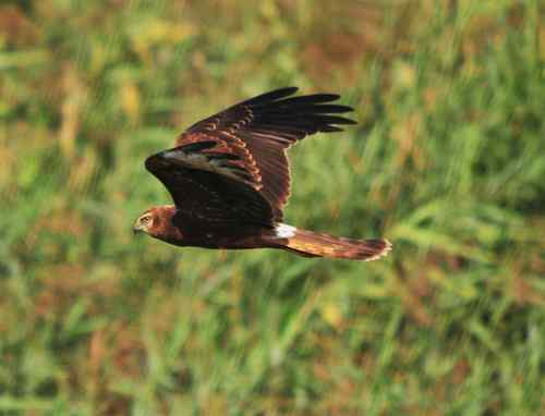 请问：这是什么猛禽？白尾鹞吗