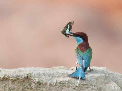 夏天的蓝喉蜂虎