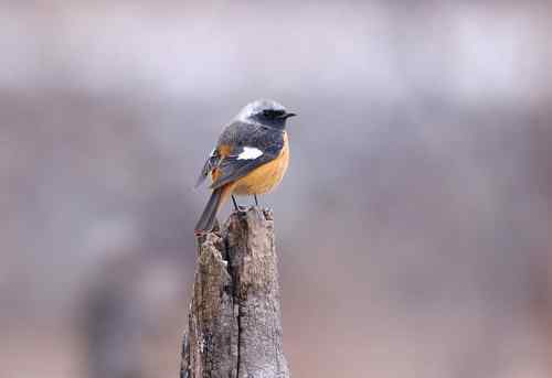 北京 二十几只林鸟