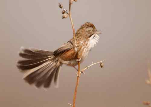 北京 二十几只林鸟