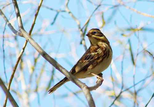 这是什么巫鸟？